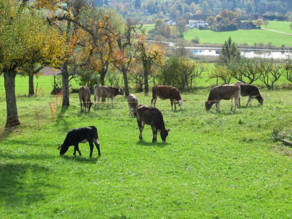 Schumpen in unserem Obstgarten mit Blick auf den See