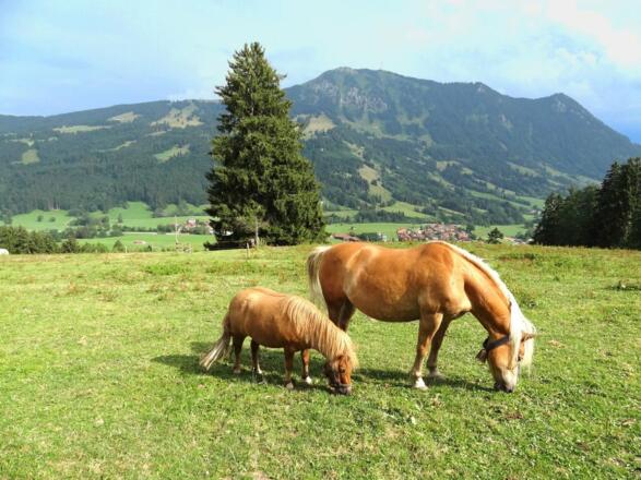 Unsere Pferde auf der Weide