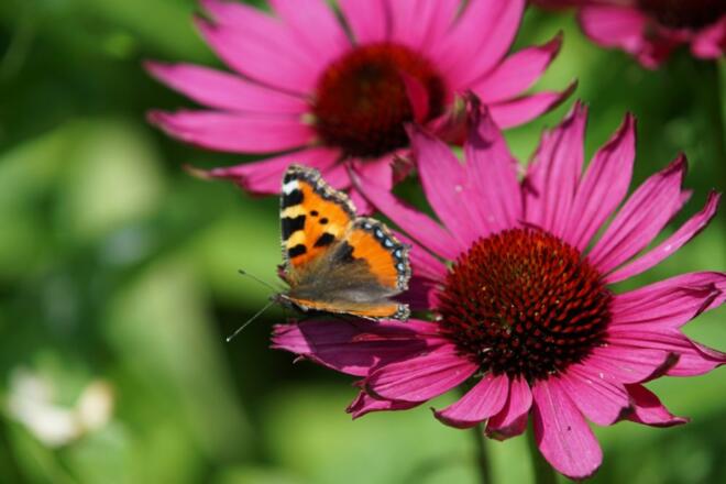 Viel Spaß beim Beobachten der Schmetterlinge