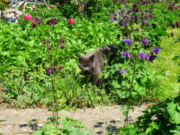 unsere Hauskatze Luna