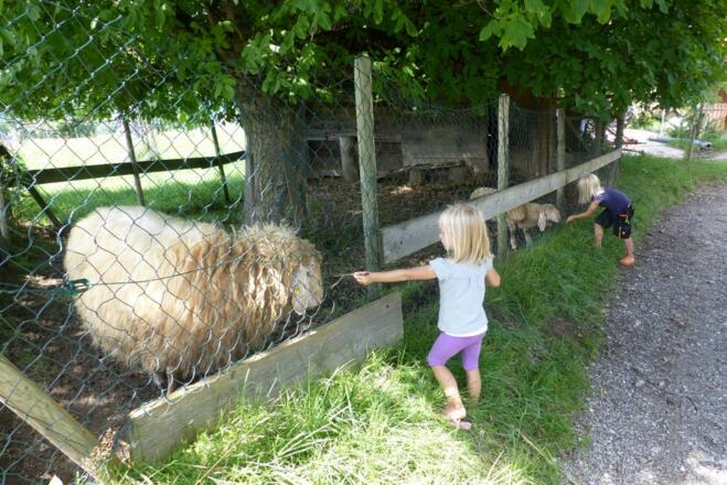 Unsere (Zottel-)Schafe