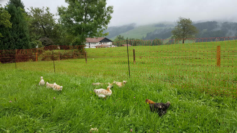 Unsere glücklichen Hühner