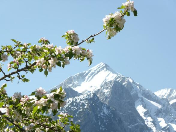 Maiblick auf Alpspitze