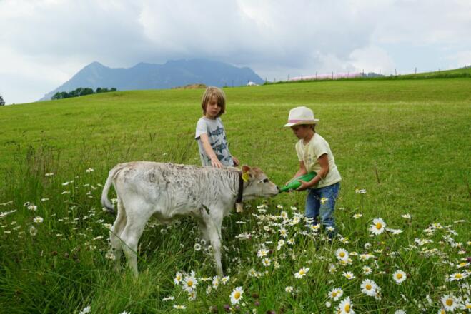 Urlaubskinder beim Kälbchen tränken