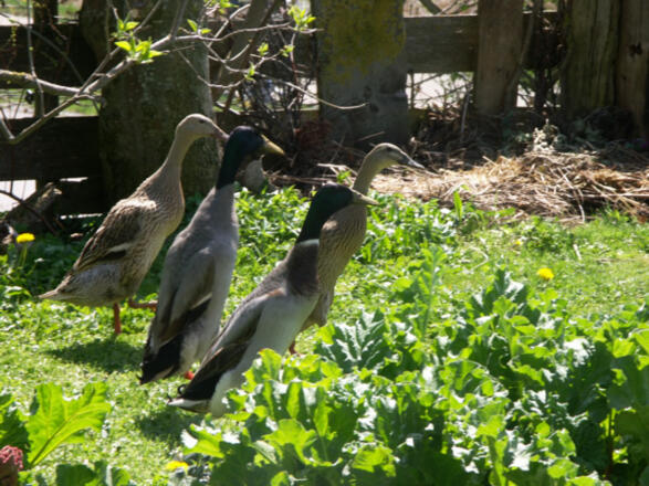 Unsere freilaufenden Enten
