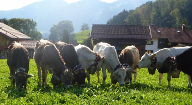 Alpabtrieb im September