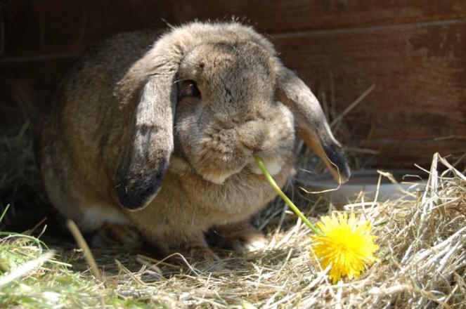 Häschen mit Löwenzahn