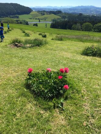 pfingstrosengartenwagenbhl