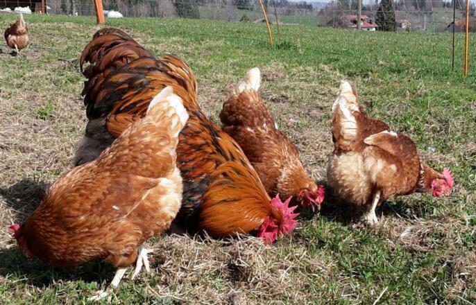 Bio-Freiland-Hühner
