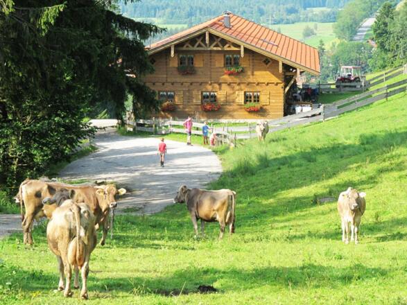 Unsere Alpe &quot;Halden&quot;