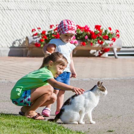 Streicheleinheiten für die Katze