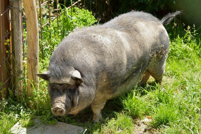 Hausschwein Piggy