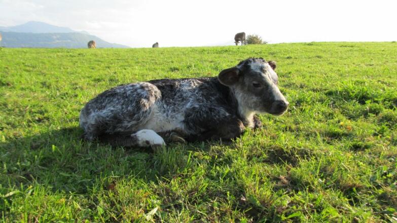 Auf der Weide geborenes Kälbchen