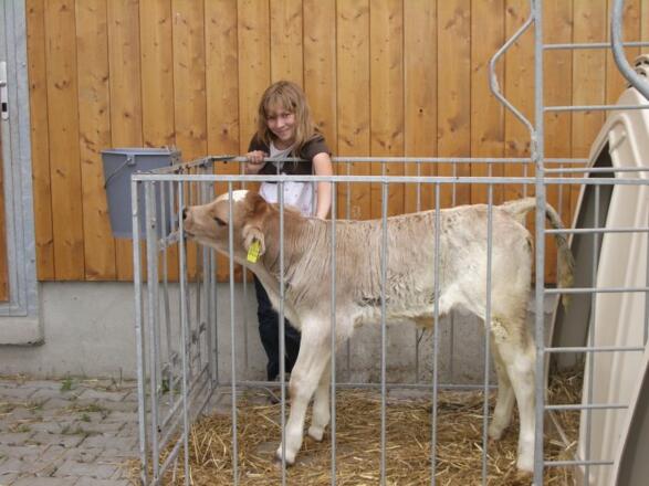 unser Kalb hat Hunger