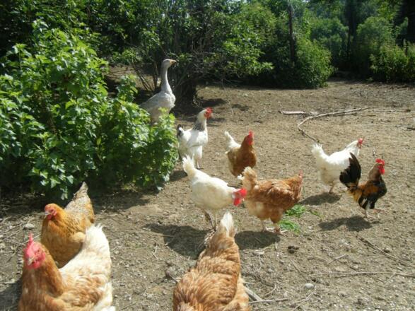 Die Hühnerschar mit Gans Berta