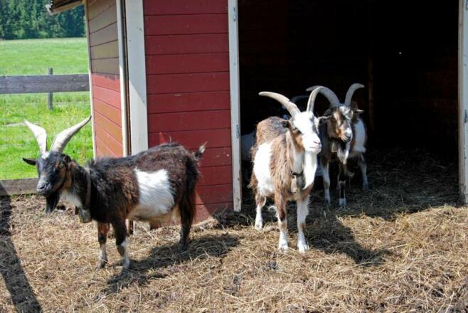 Unsere Ziegen