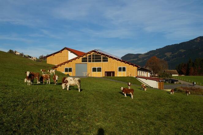 Unsere Kühe dürfen im Sommer täglich auf die Weide