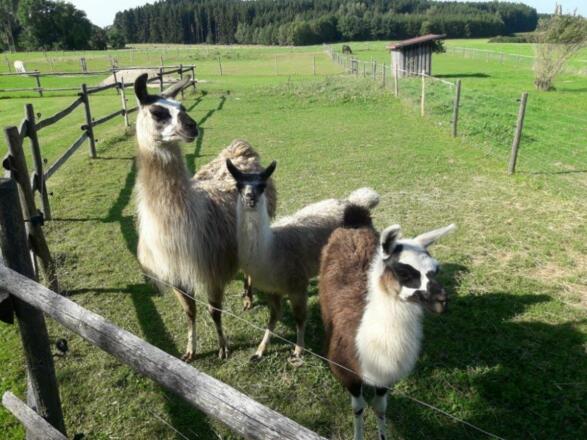 Schon mal Lamas gestreichelt?