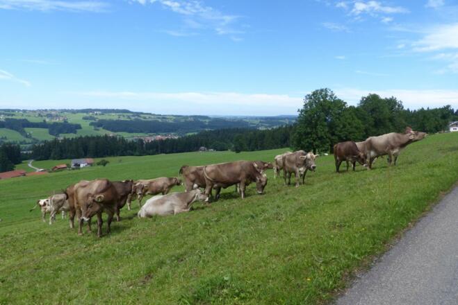 Unsere Kühe auf der Wiese