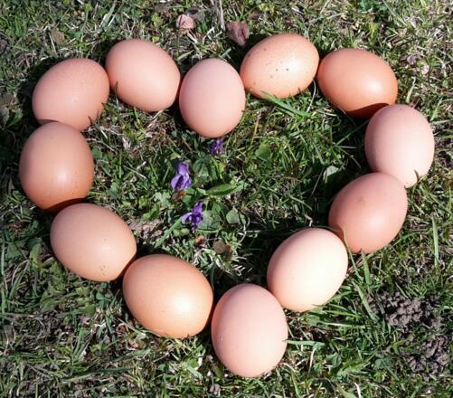 Eier von Bio-Freiland-Hühnern