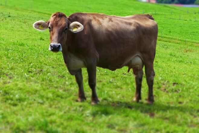 Glückliche Kühe grasen draussen