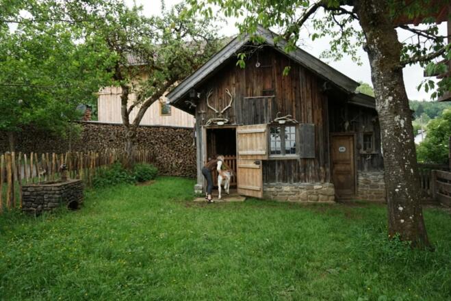 Kälbchen eintreiben