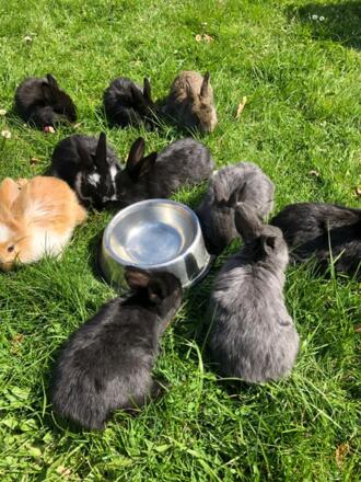 ...freuen sich über jede Streicheleinheit!