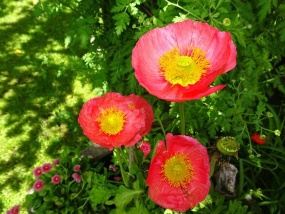 Islandmohn