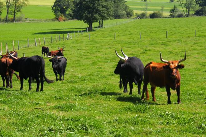 Urochsen am Wanderweg