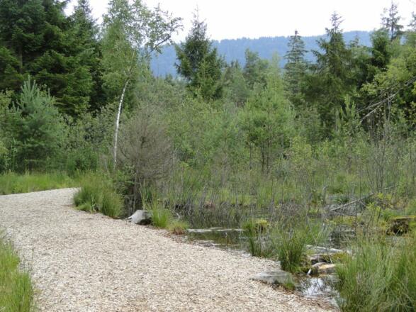 Im Werdensteiner Moos