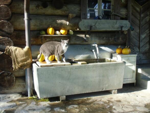 Hier schmeckt unseren Katzen das Wasser am besten