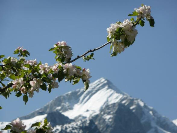 Alpspitzblich im Mai