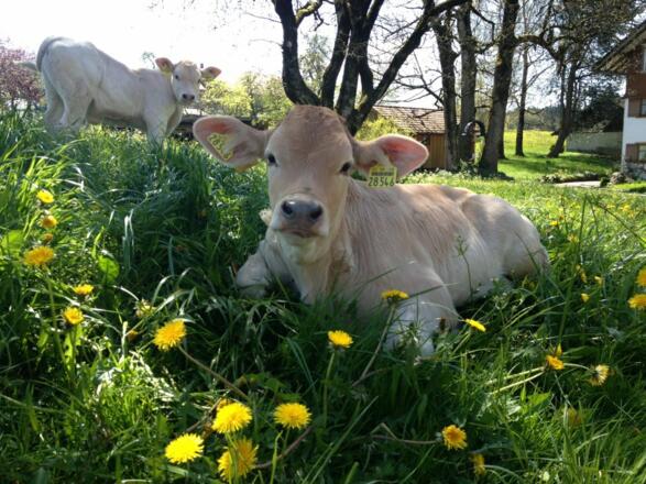 Kälbchen auf der Löwenzahnwiese
