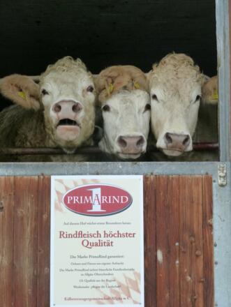 Wer hat die schönste Frisur an der Stalltür?