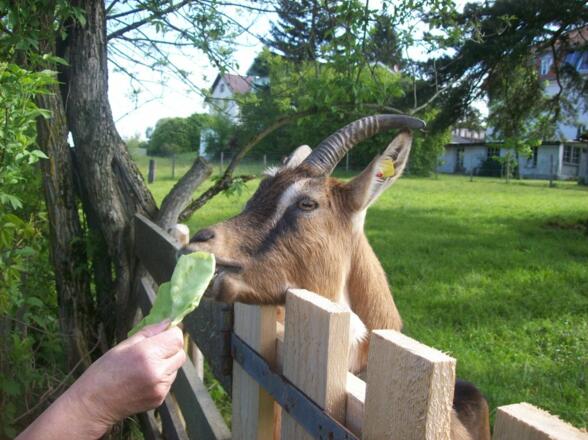 Eine unserer Ziegen