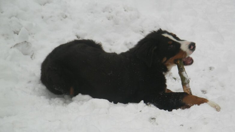 Bernie unser Hofhund