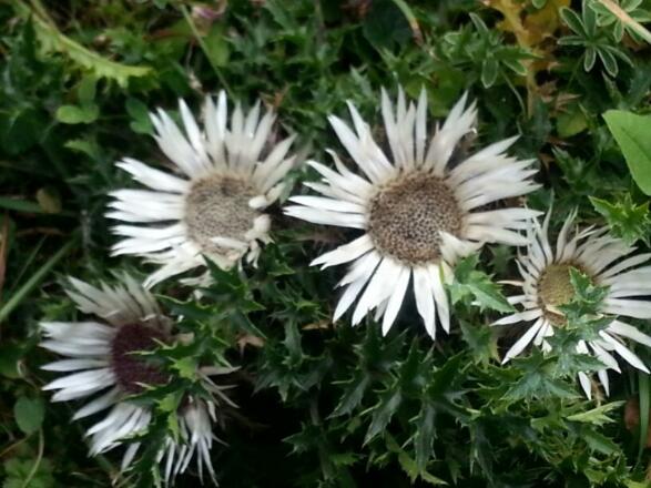 20150901_142617_Trivago