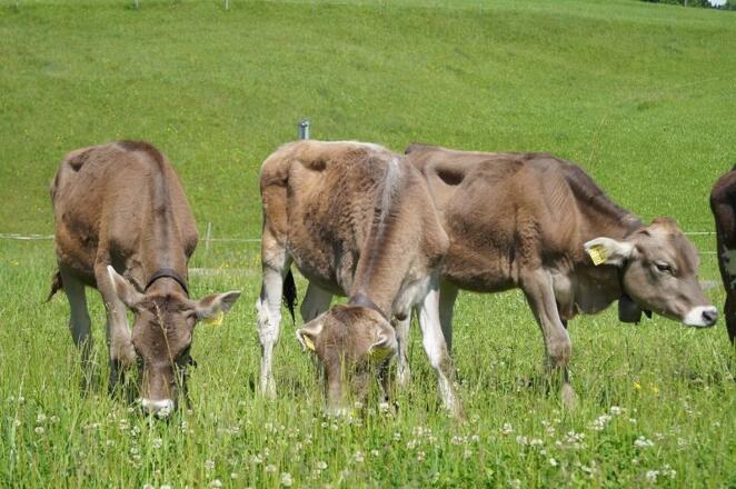 Ferienhof Eberle Kälbchen