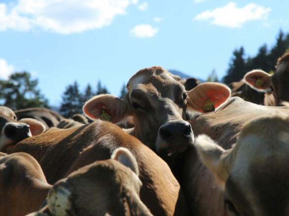 Allgäuer Braunvieh
