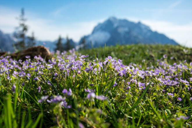 Die Bezoldhütte auf dem Toten Mann