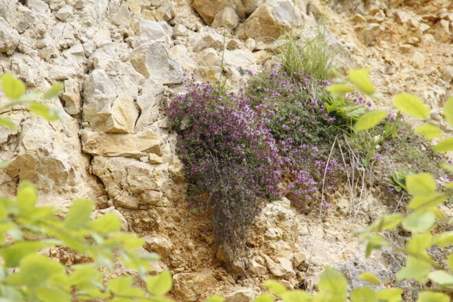 Geotop Kalvarienberg Wörnitzstein