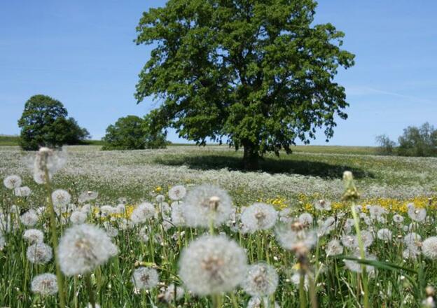 Löwenzahn im Frühling