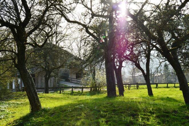 Wald und Wiesen Münster