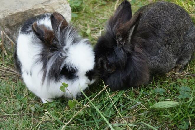 Kaninchen Hasen Ferienhof Eberle Ofterschwang Baue