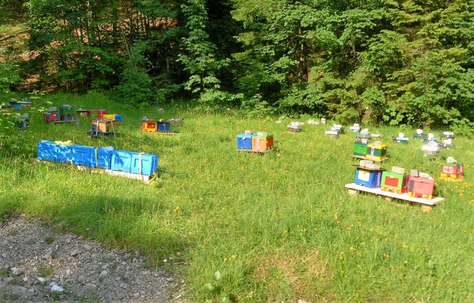 Bienenzucht oberhalb des Lödensees
