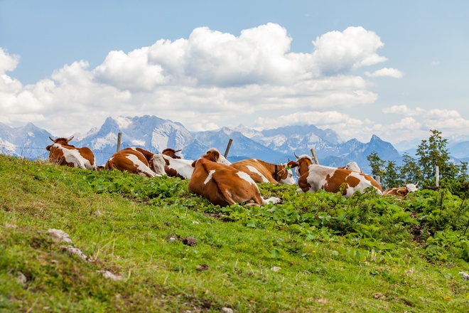 Hochweide an der Bergstation Sesselbahn