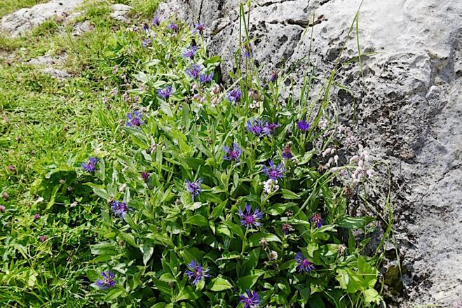 Wiesenflockenblumen am Wegrand