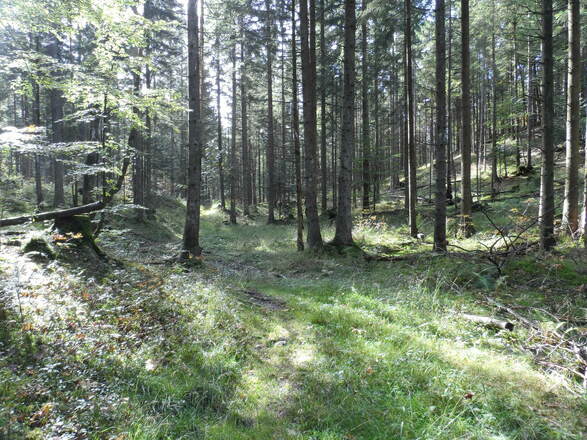 Im Wald