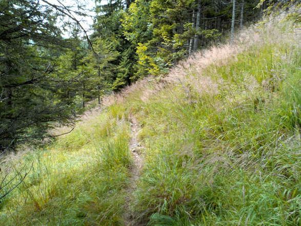 Wanderweg Farnbödenalm