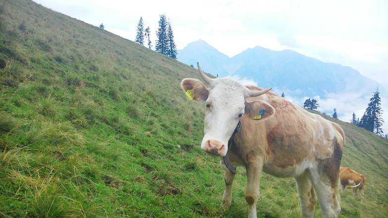 Am Südhang des Rauschbergs